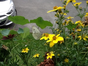 Einer der wenigen Schmetterlinge die ich hier gesehen habe bisher.